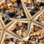 starfish-1572797_640